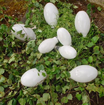 still-life in the yard